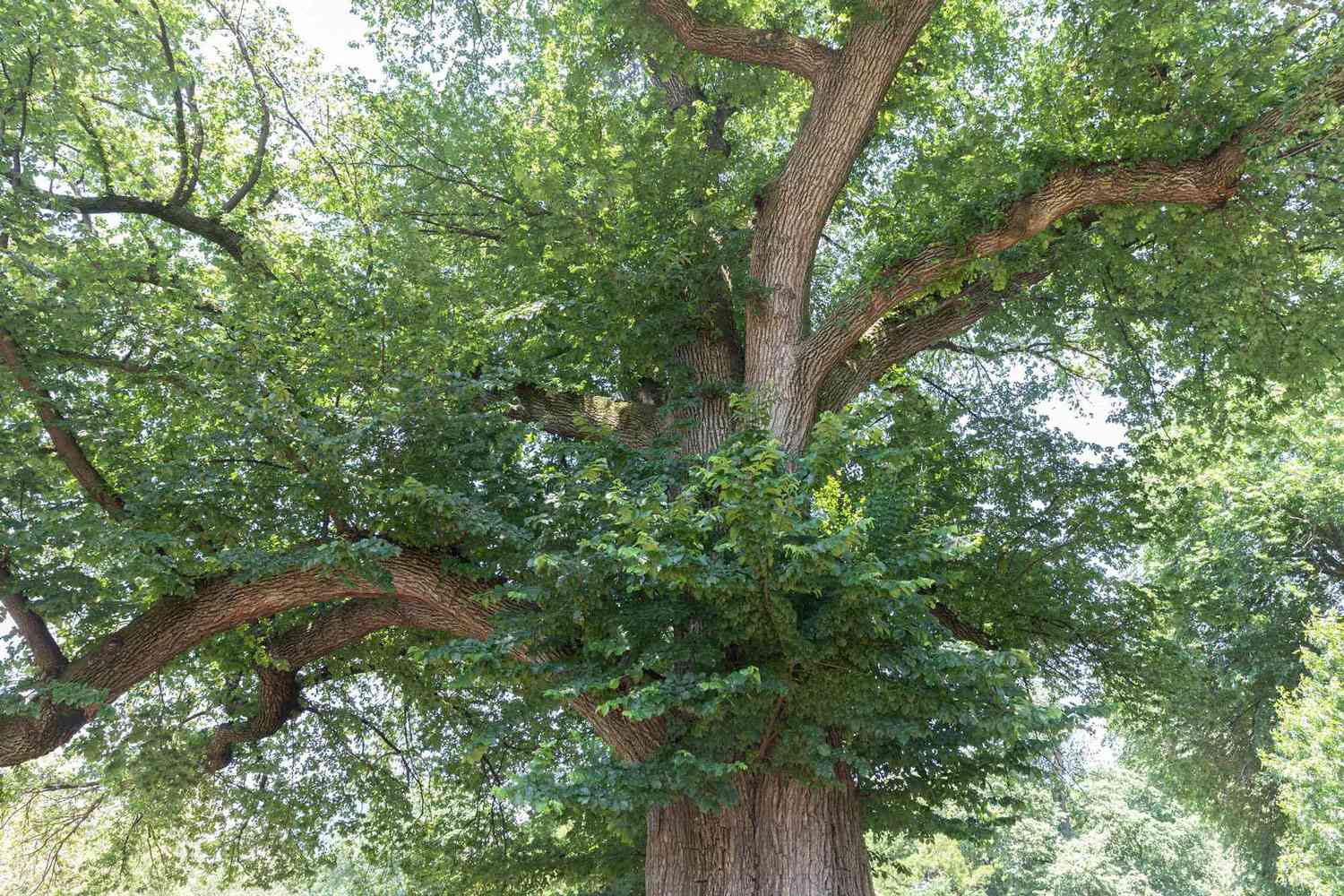 How To Identify Elm Trees