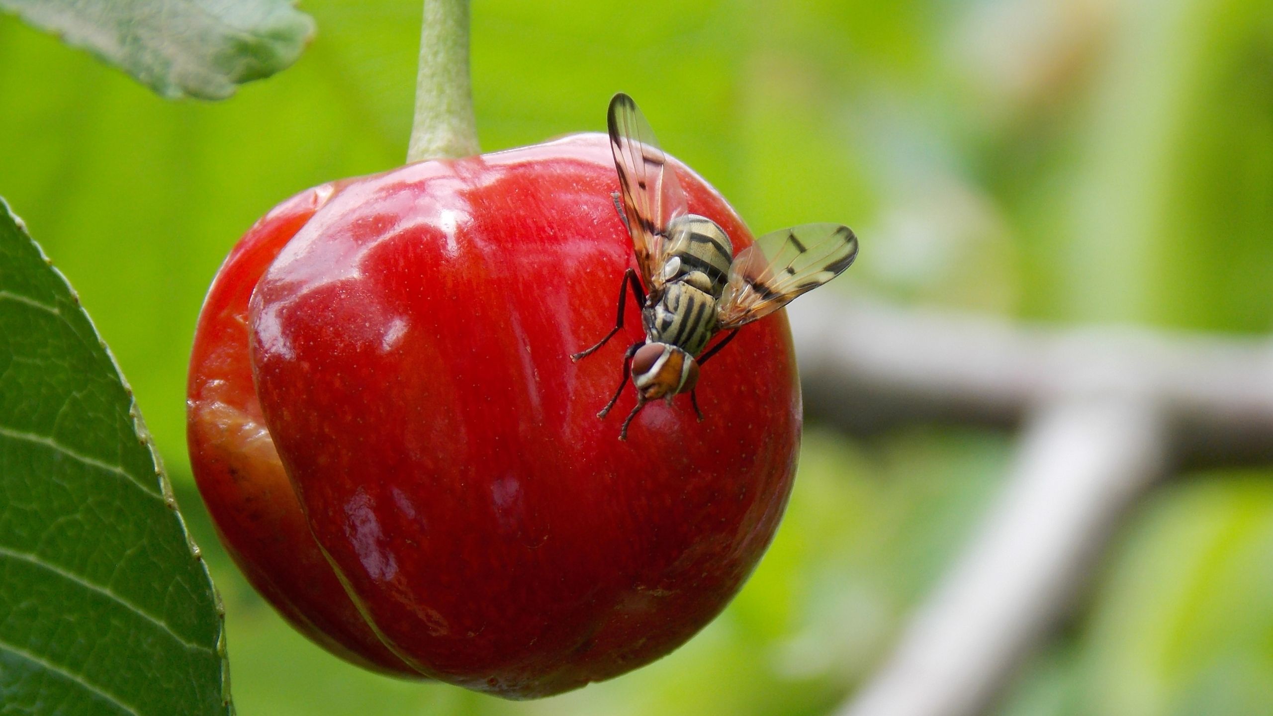 How To Keep Insects Off Fruit Trees