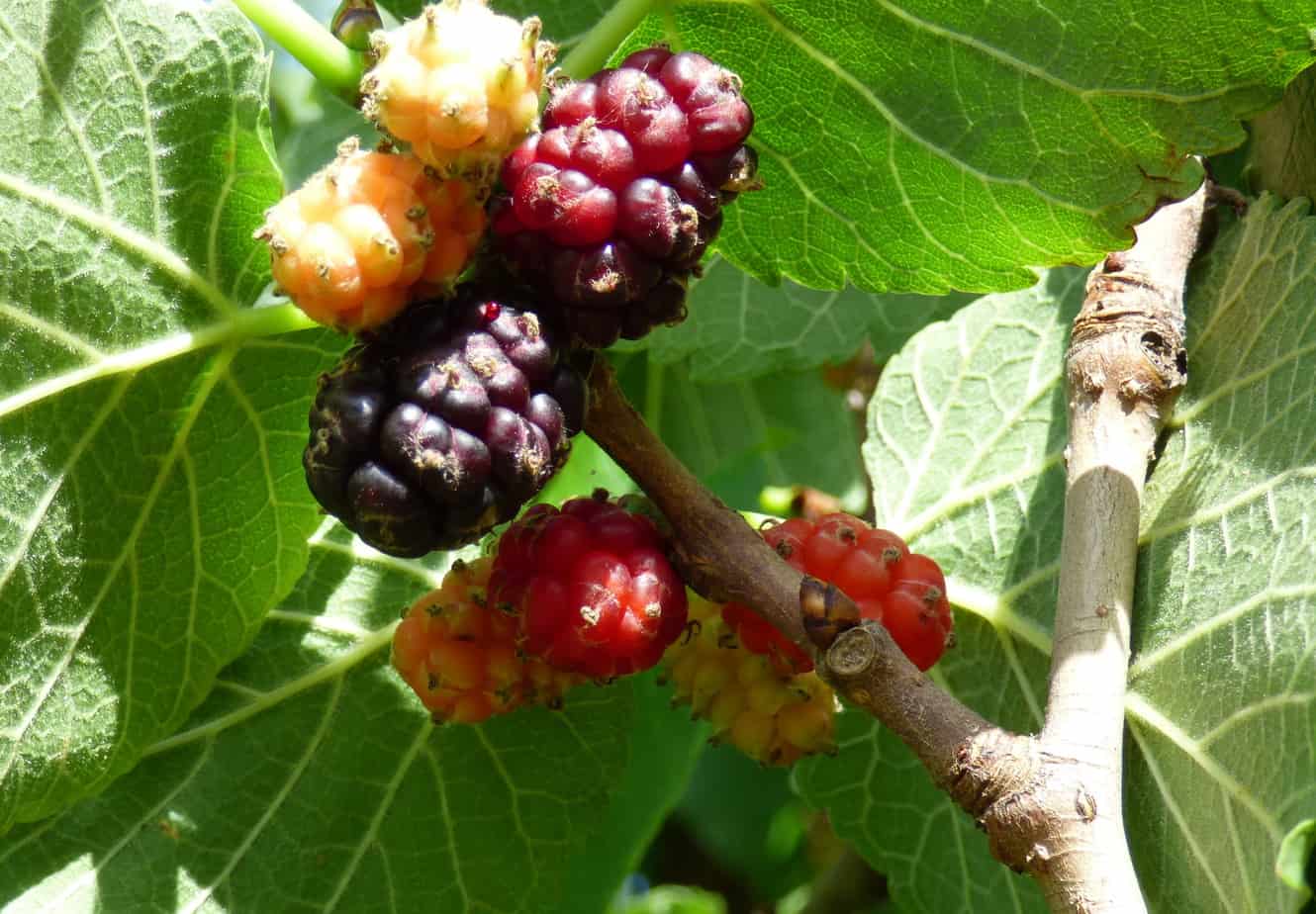How To Kill Mulberry Trees