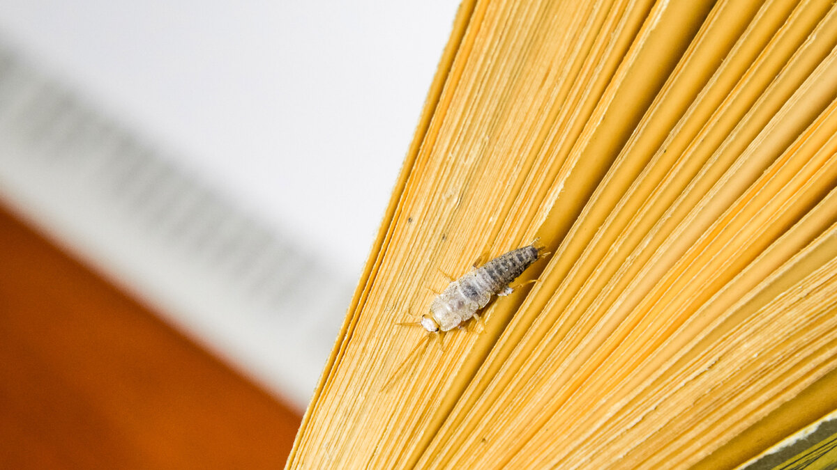 How To Kill Silverfish Insects