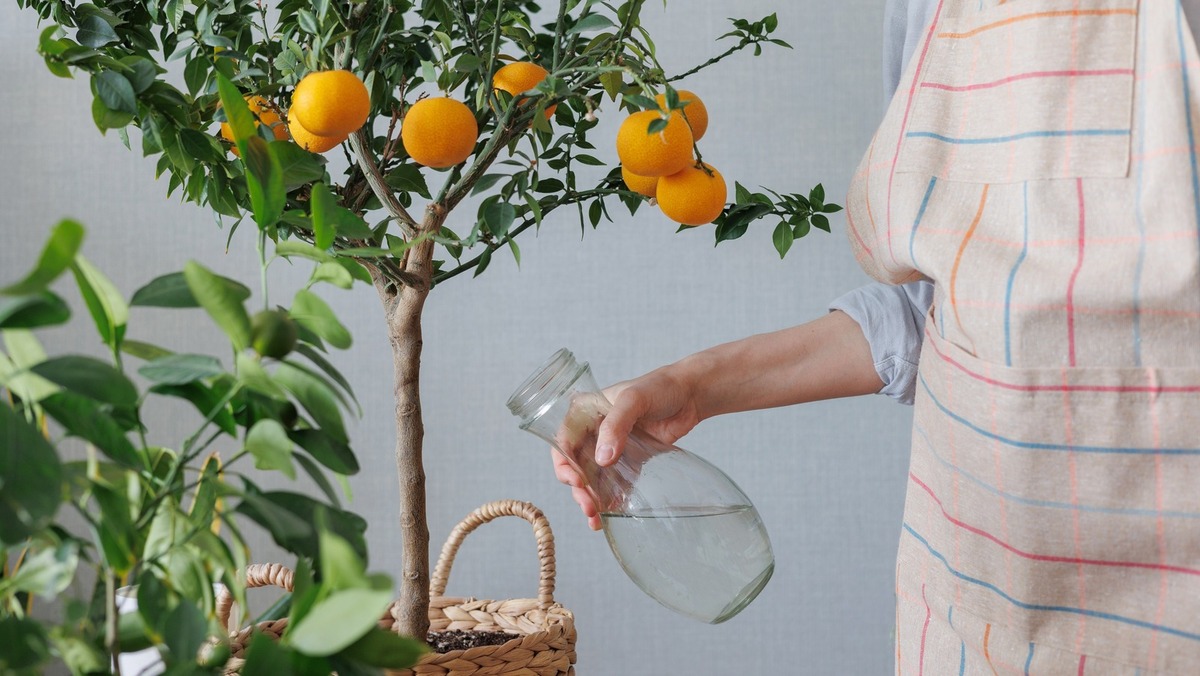 How To Plant Citrus Trees