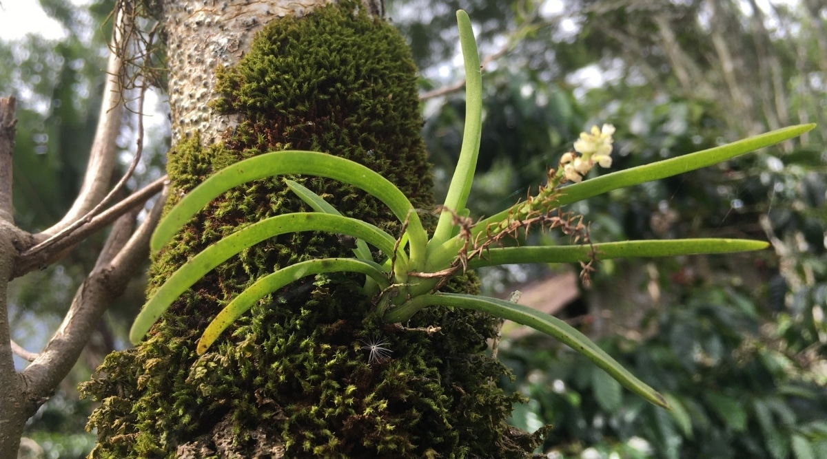 How To Plant Orchids In Trees