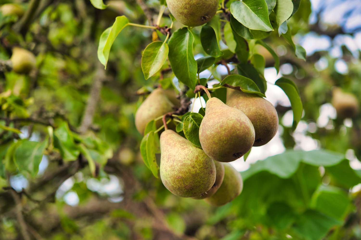 How To Plant Pear Trees