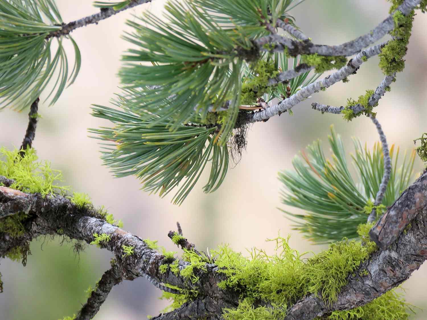 How To Plant Pine Trees