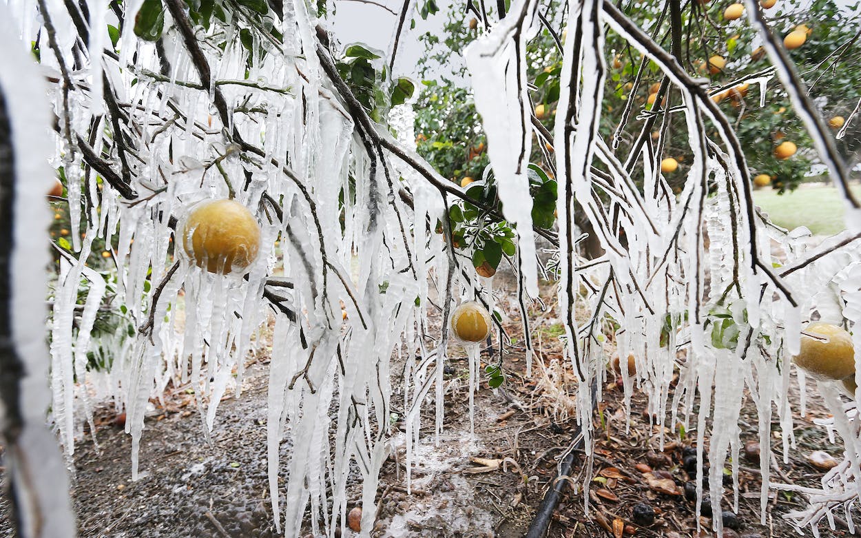 How To Protect Citrus Trees From Frost