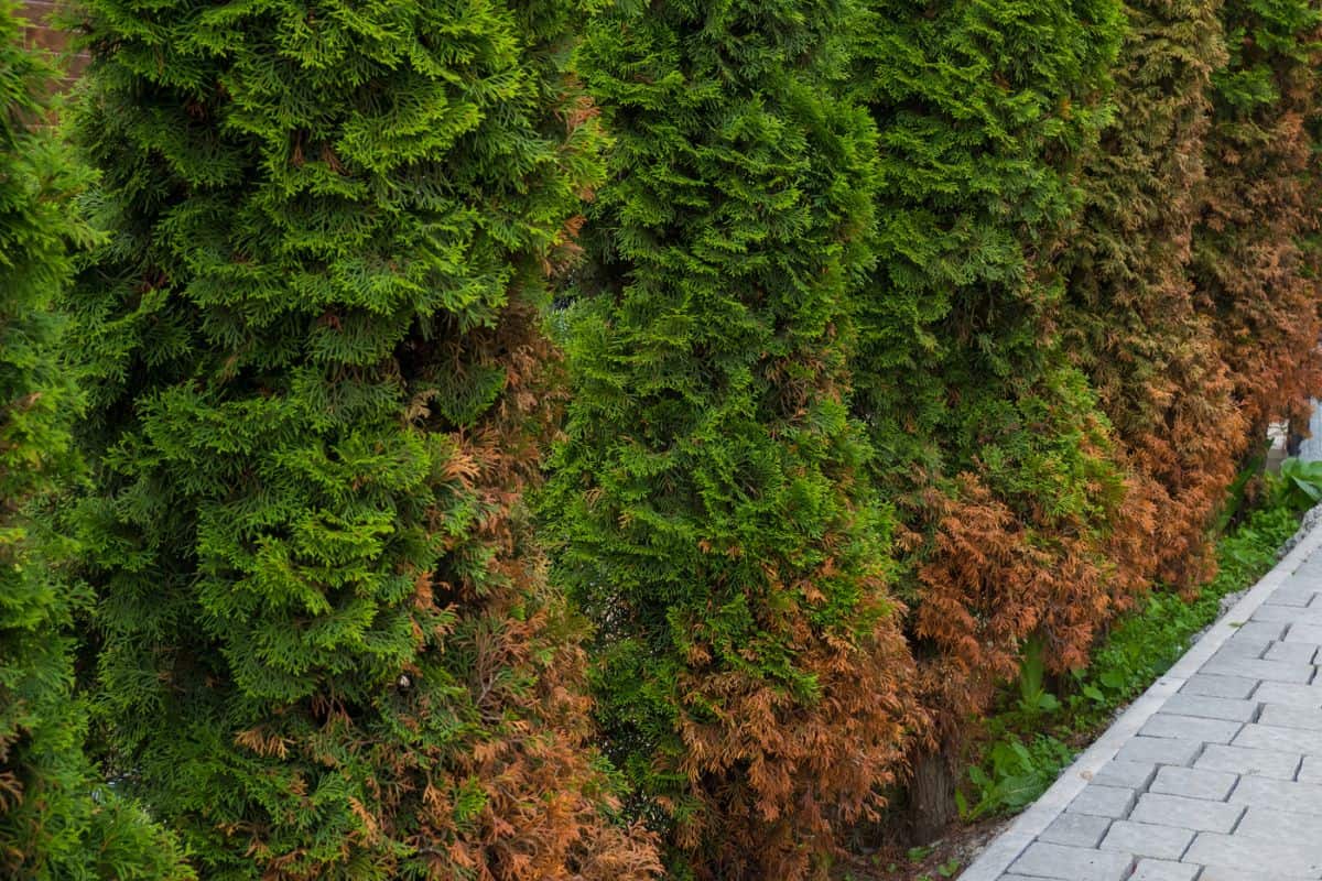 How To Save Brown Arborvitae Trees