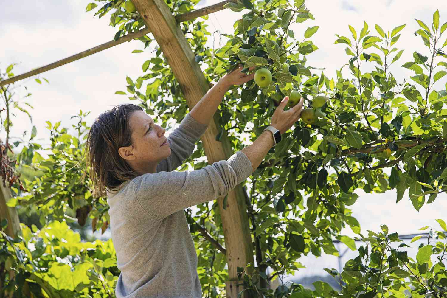 How To Take Care Of Fruit Trees