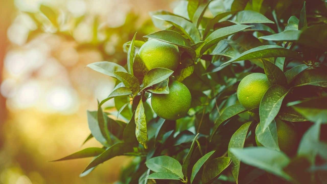How To Trim Citrus Trees