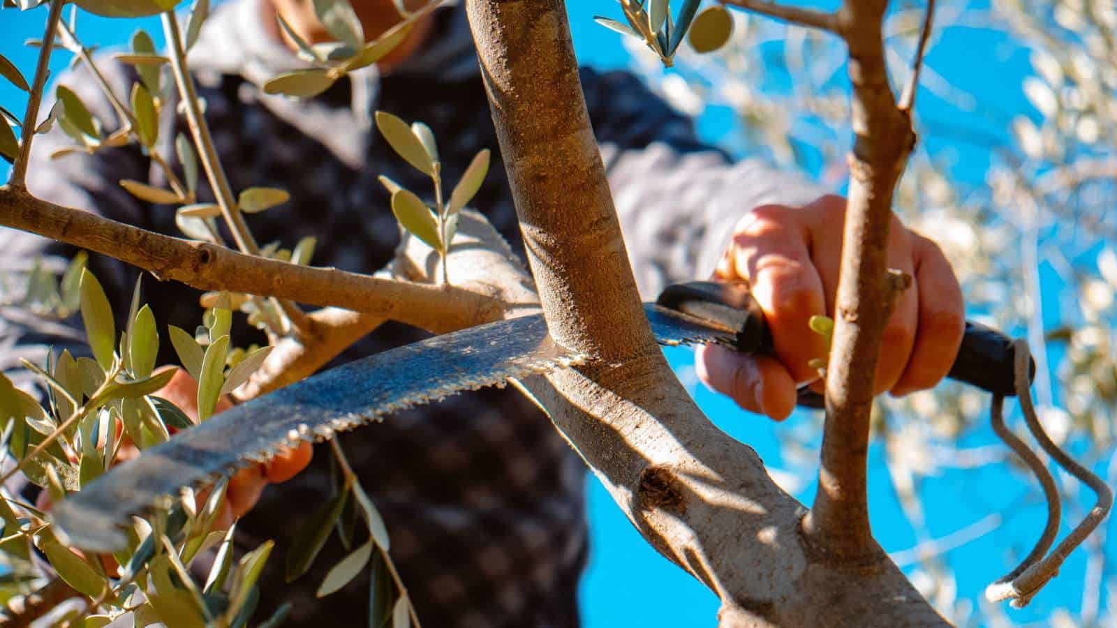 How To Trim Olive Trees