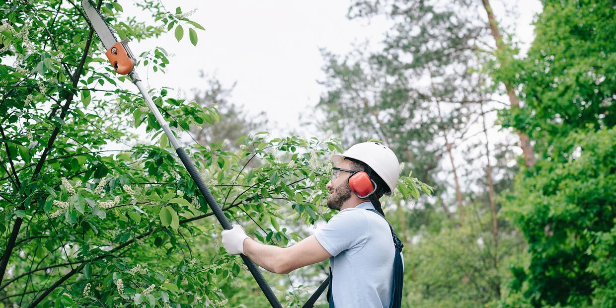 How To Trim Tall Trees Yourself