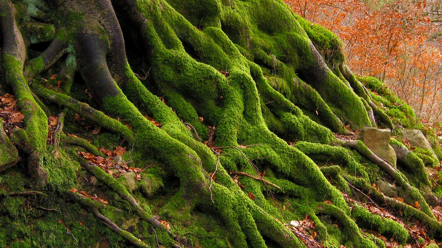 Moss Grows On What Side Of Trees | Chicago Land Gardening