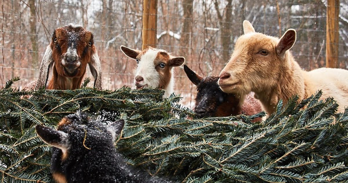 What Animals Eat Christmas Trees