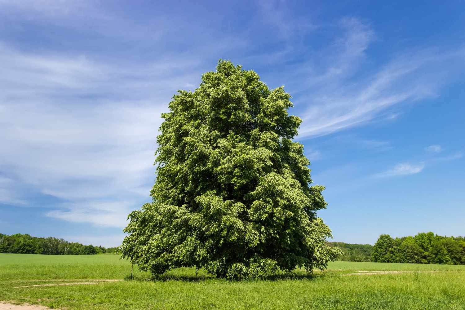 What Are Linden Trees