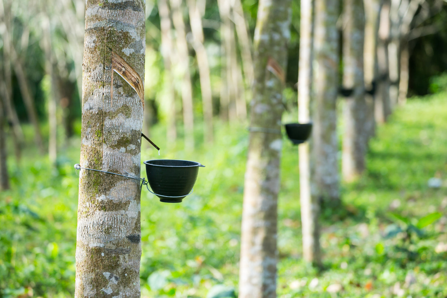 What Are Rubber Trees