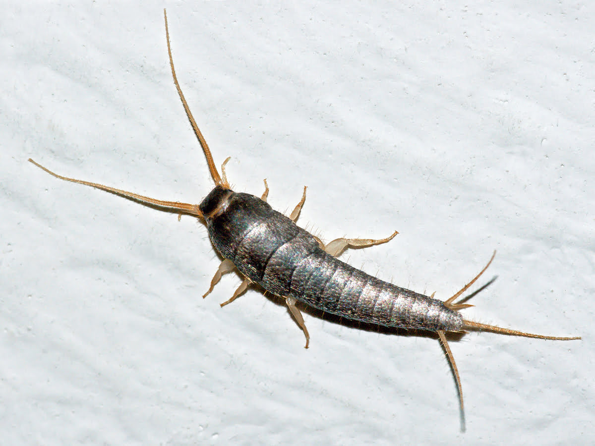 What Are Silverfish Insects