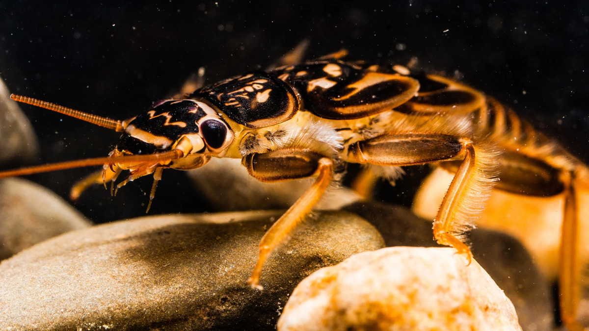 What Are Some Aquatic Insects