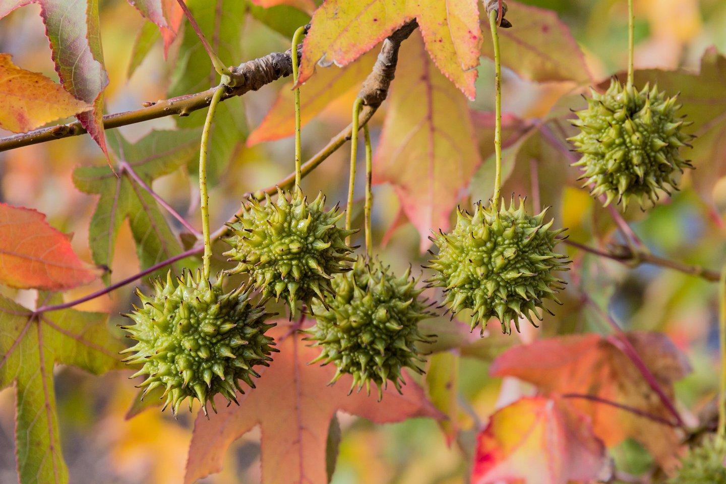 What Are The Spiky Balls That Fall From Trees