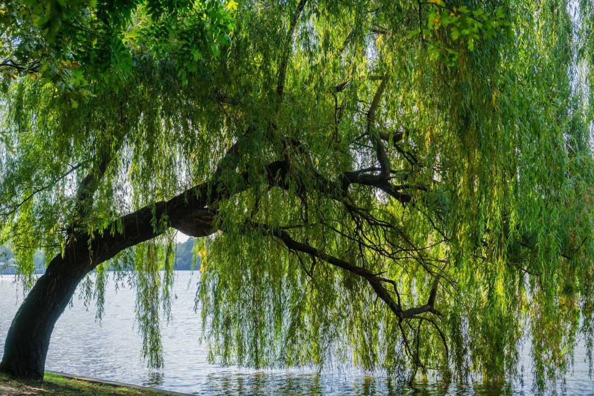 What Do Willow Trees Symbolize