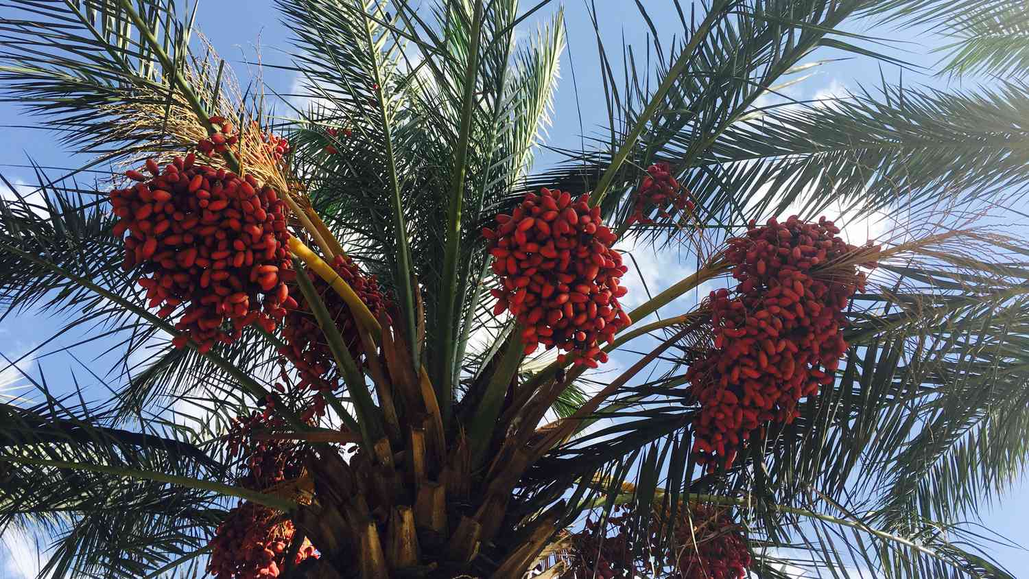 What Fruit Comes From Palm Trees