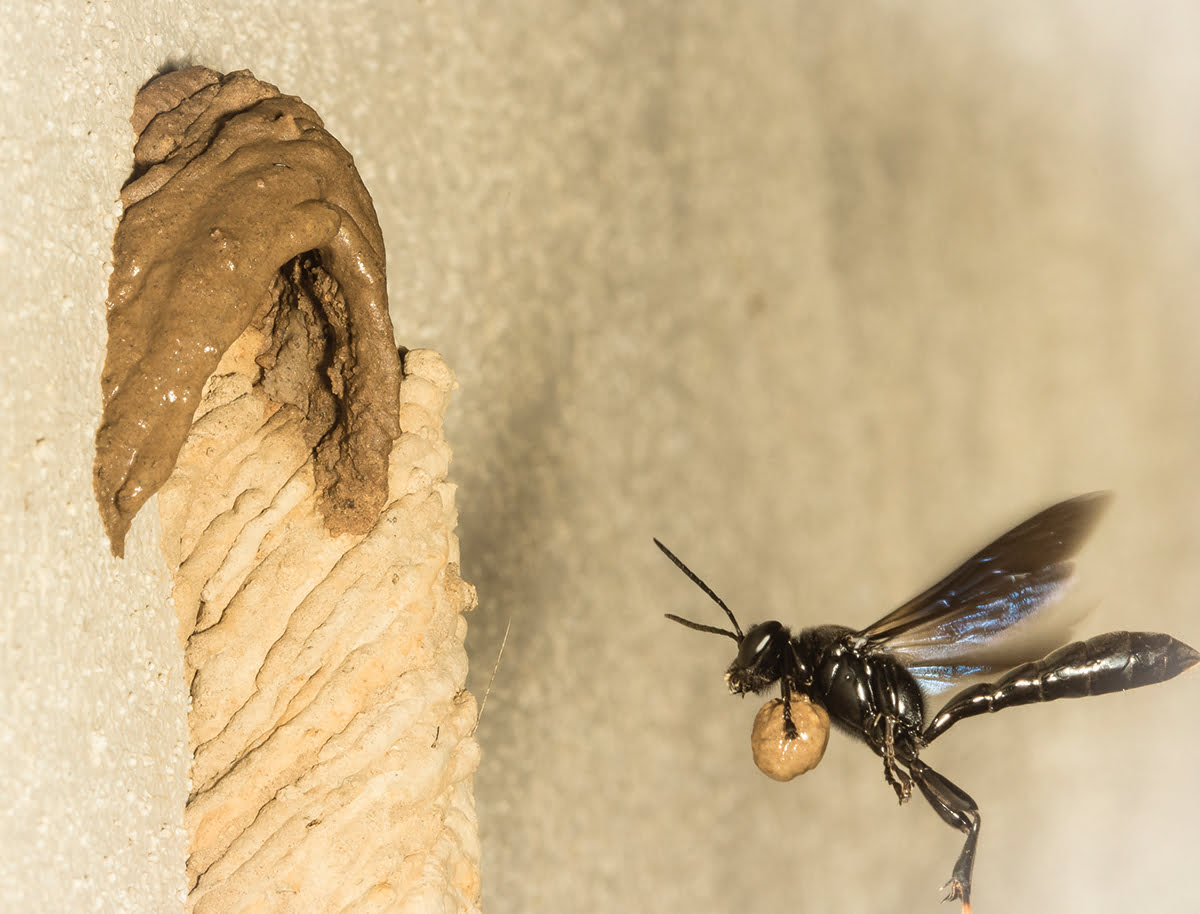What Insects Build Mud Tubes?