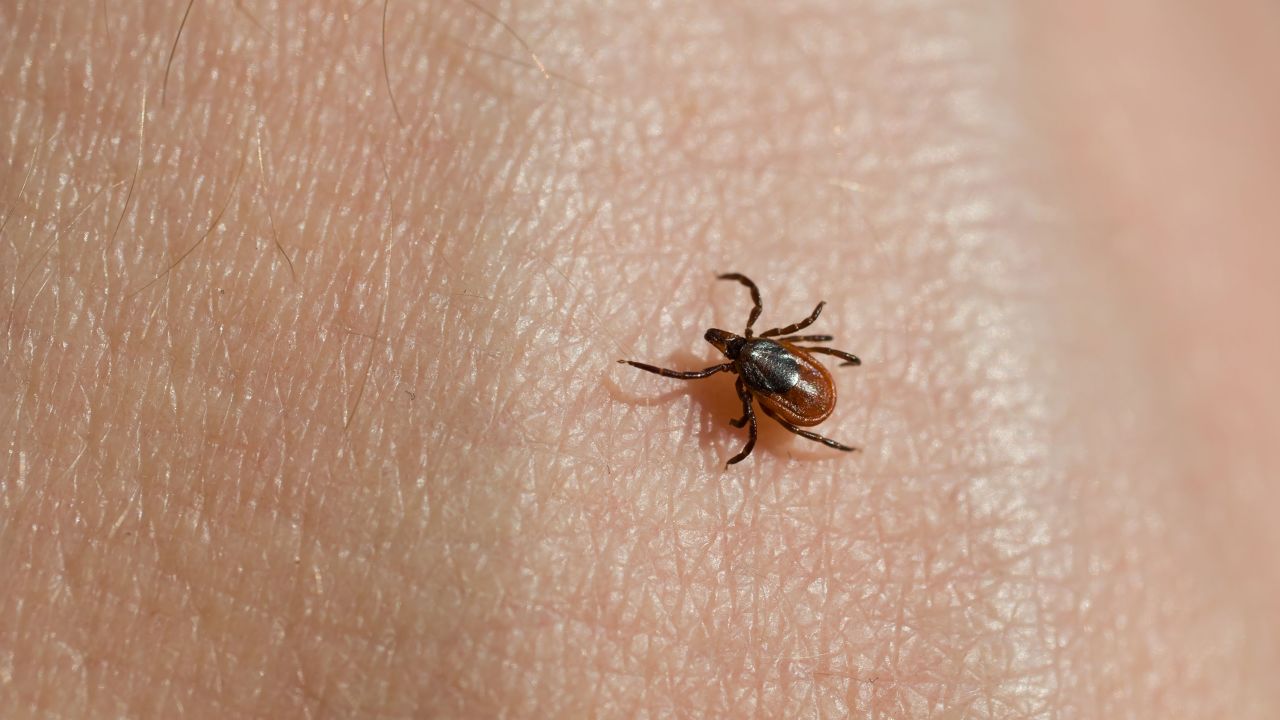What Insects Can Carry Lyme Disease