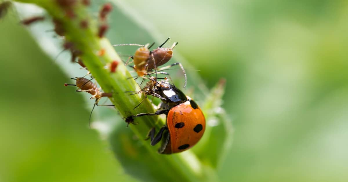 What Insects Do Ladybugs Eat