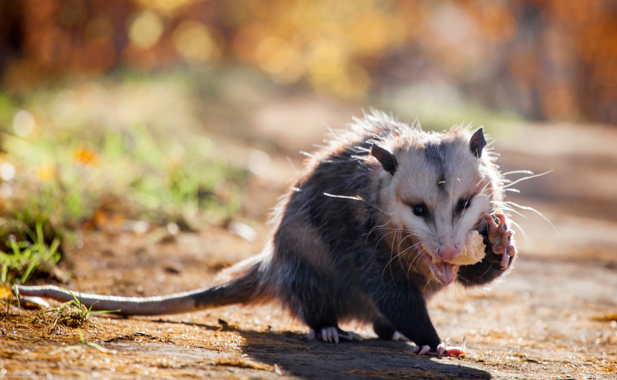 What Insects Do Opossums Eat