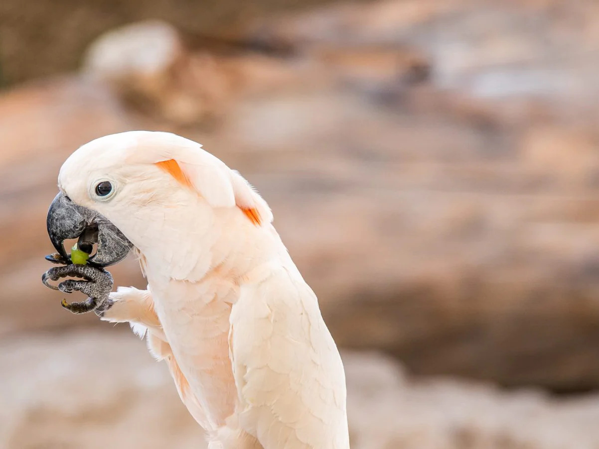 What Insects Do Parrots Eat