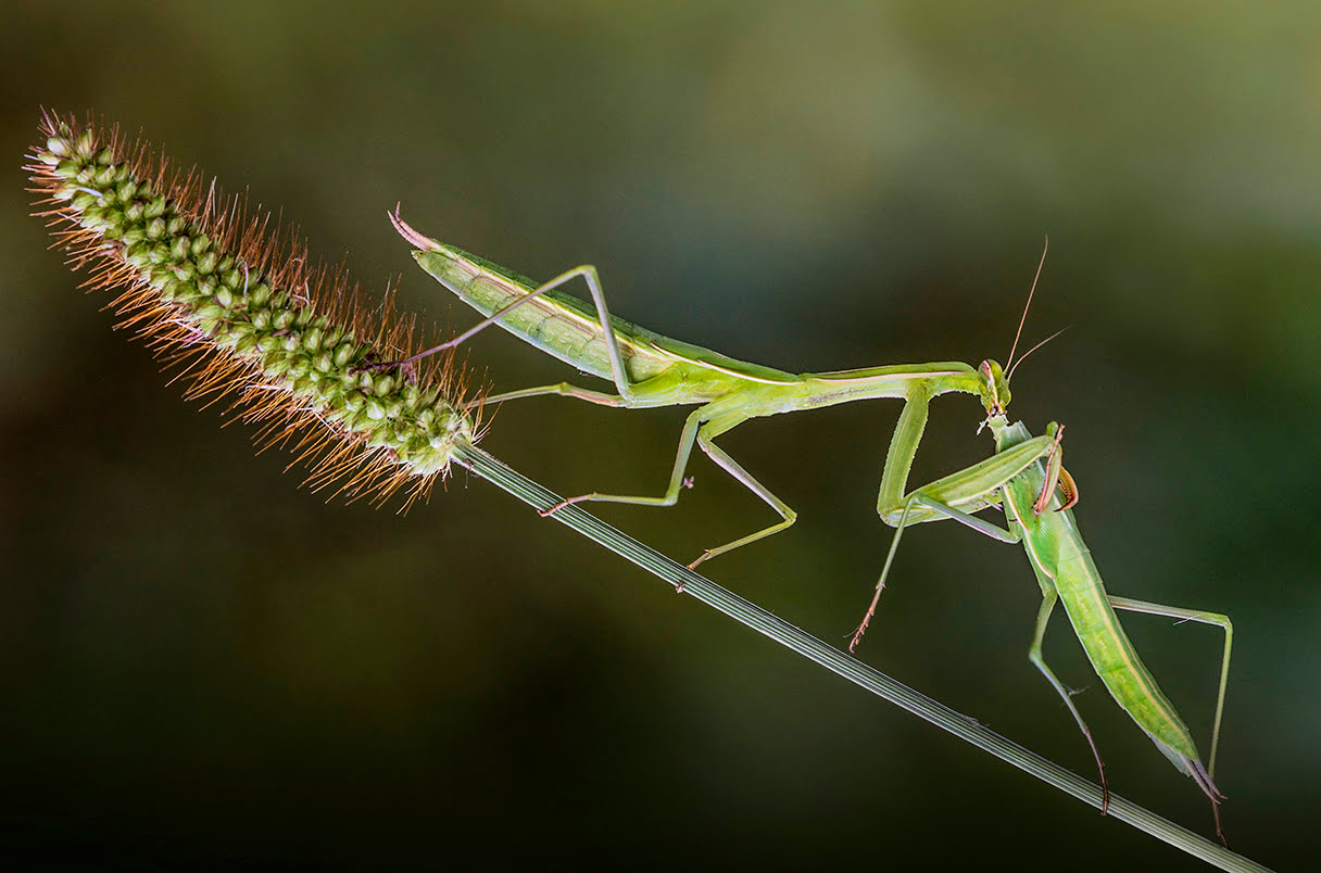 What Insects Do Praying Mantis Eat