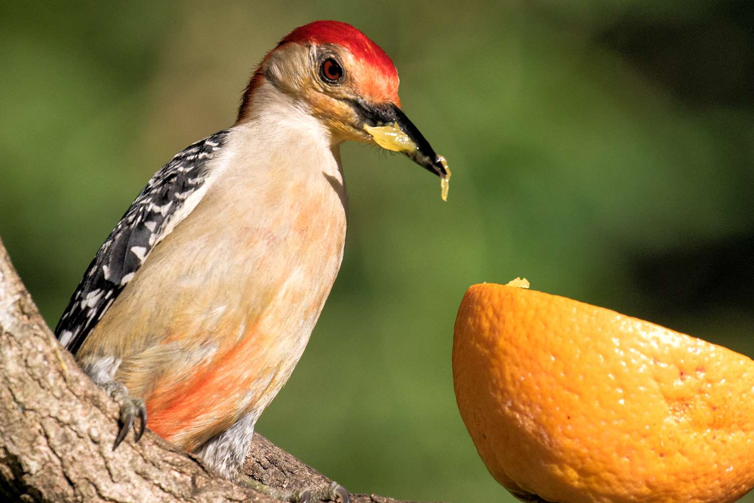What Insects Do Woodpeckers Eat