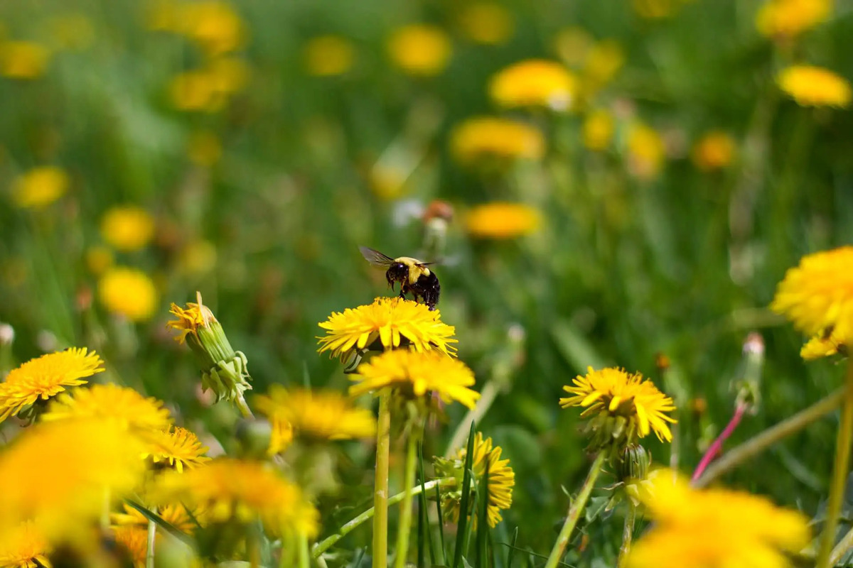 What Insects Like Dandelions
