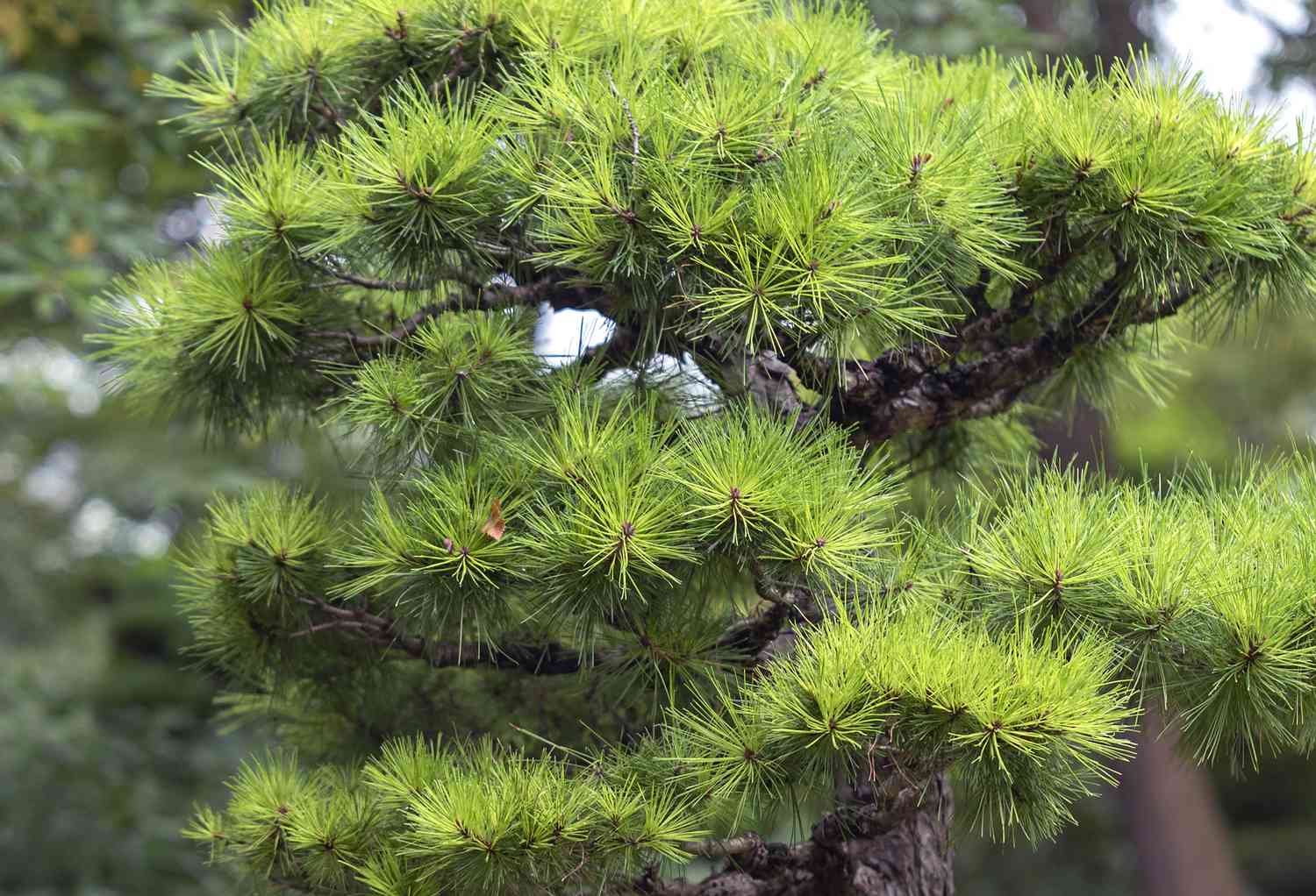 What Kills Pine Trees Quickly