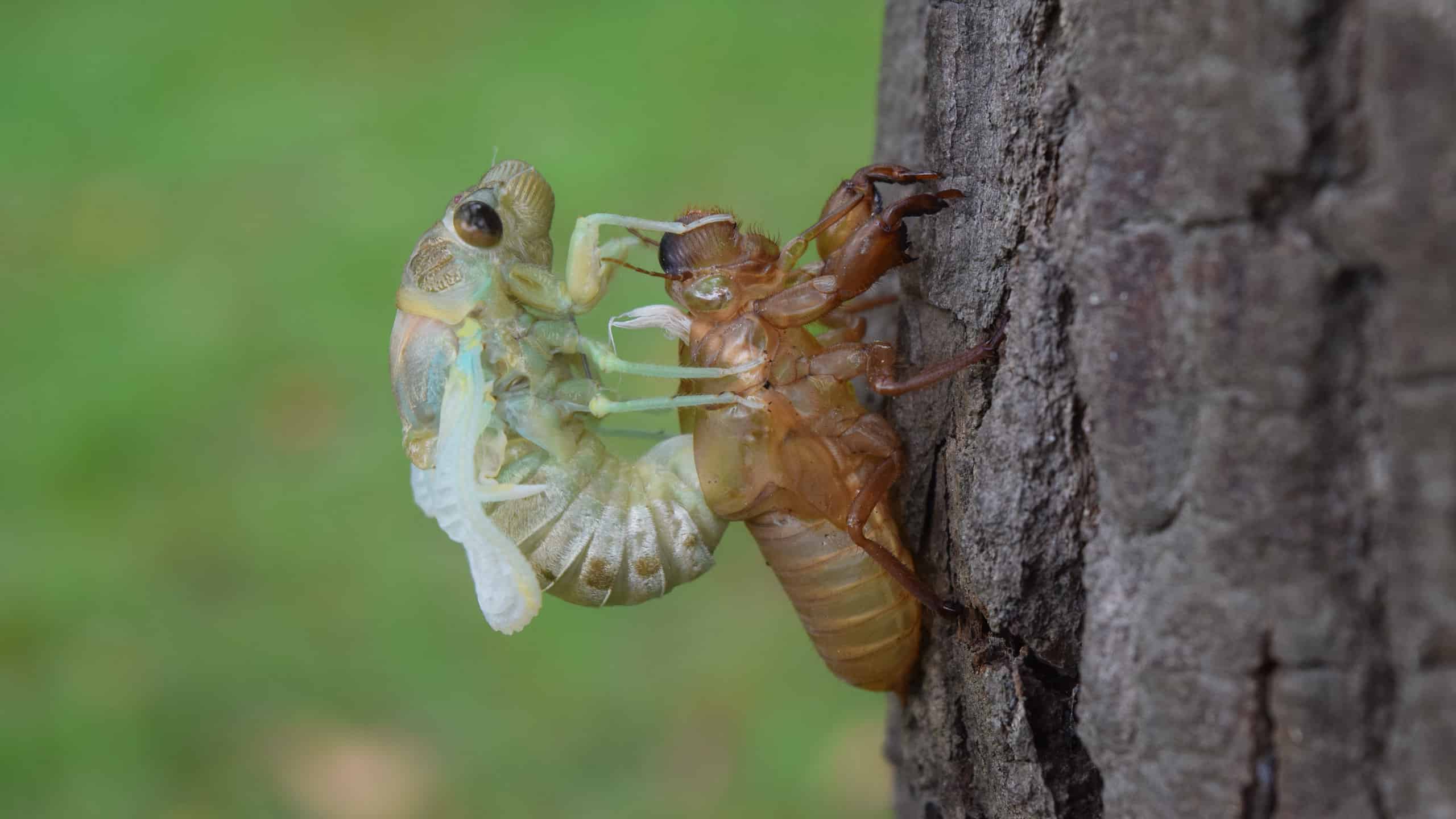 What Makes Up The Exoskeleton Of Insects
