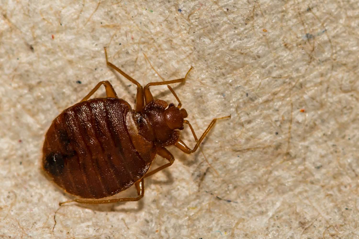 What Other Insects Look Like Bed Bugs