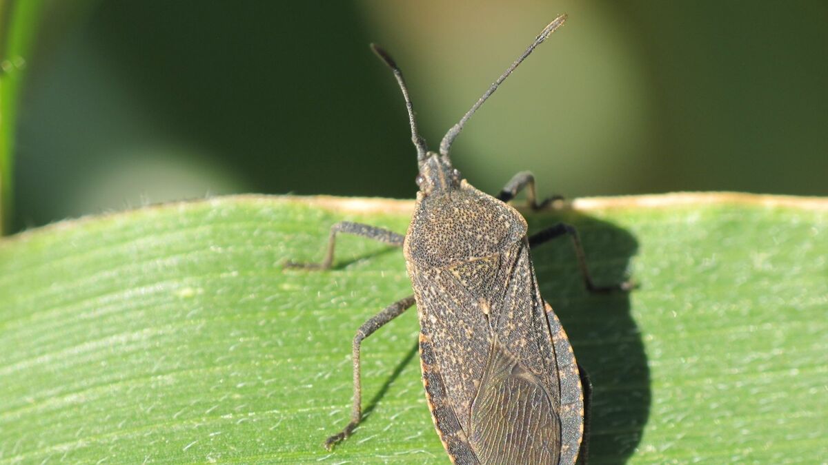 What State Has The Least Insects