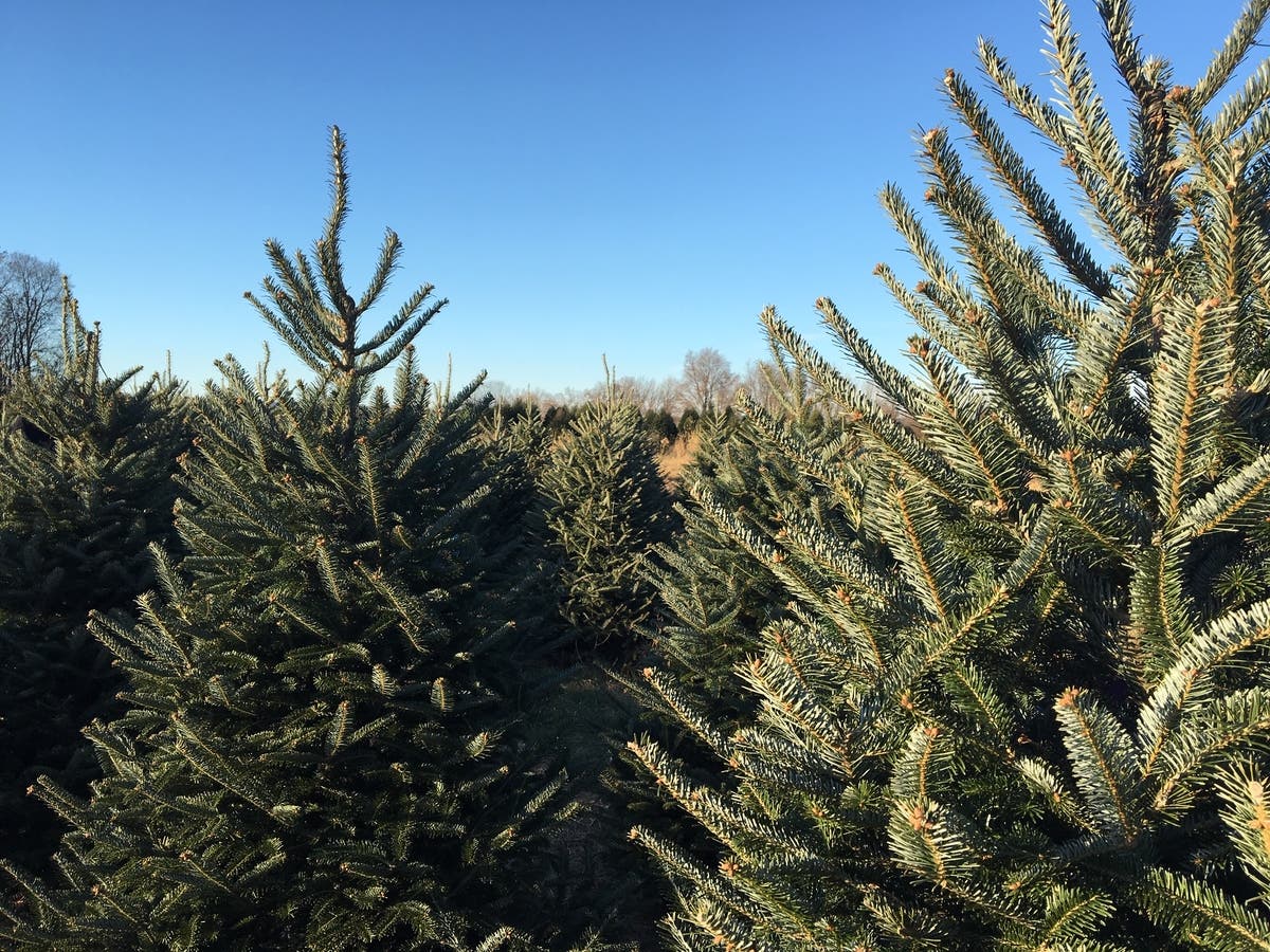 What State Produces The Most Christmas Trees