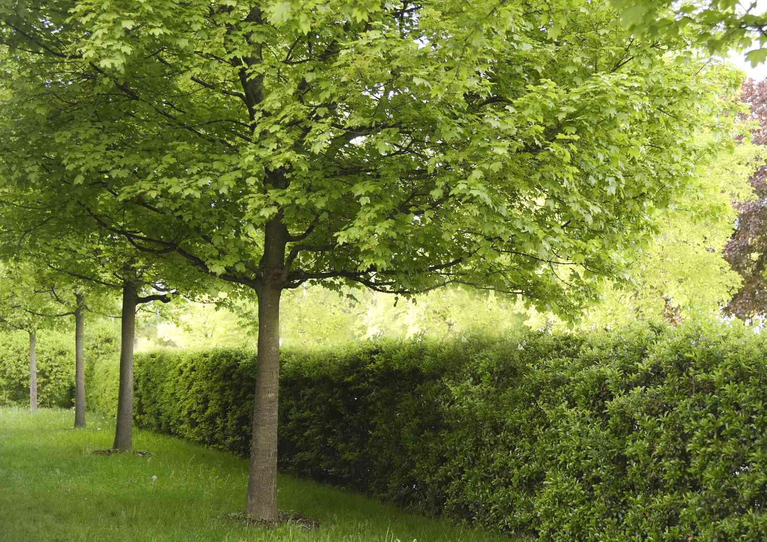 What To Plant Under Maple Trees