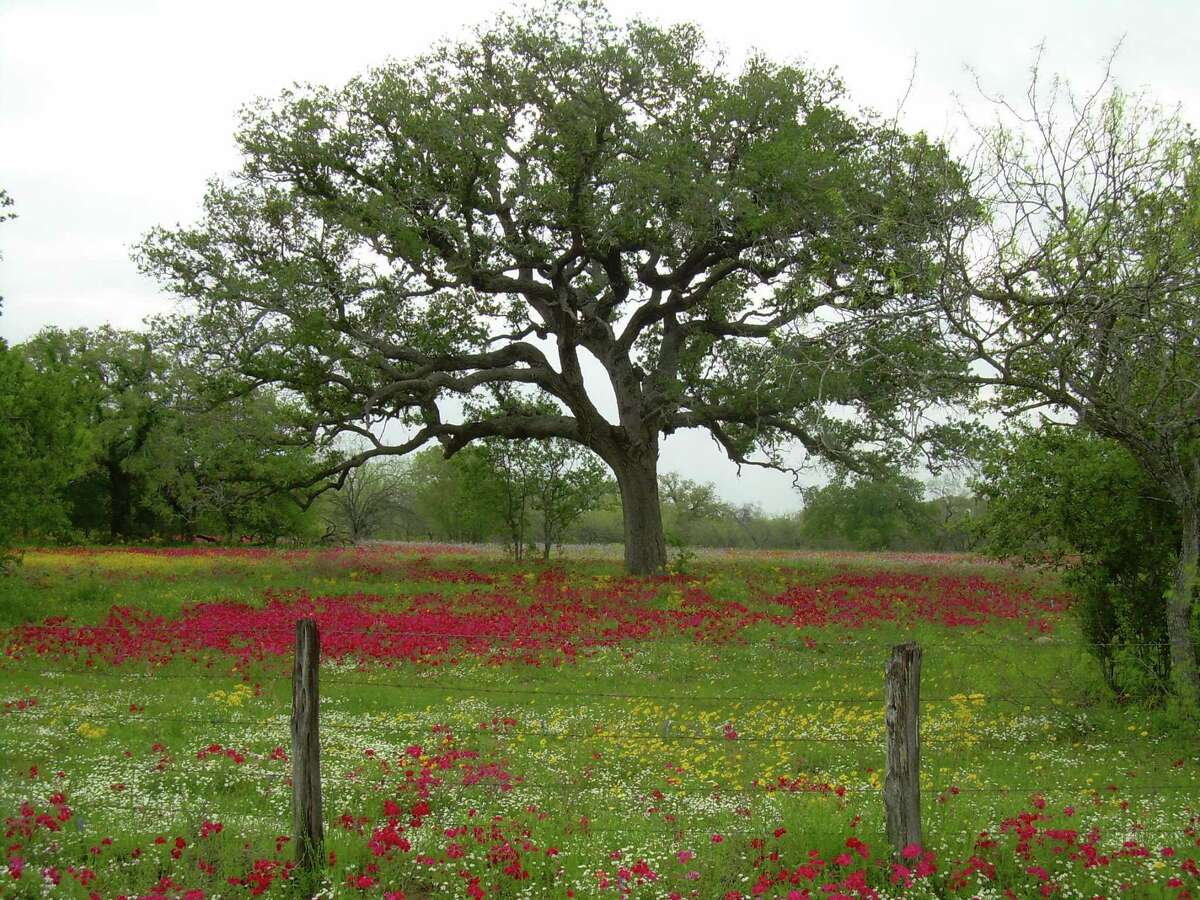 What To Plant Under Oak Trees In Texas