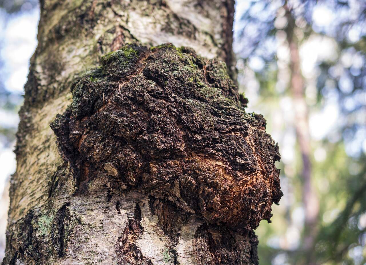 What Trees Does Chaga Grow On