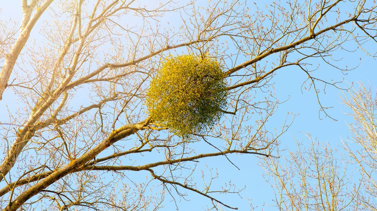 What Trees Does Mistletoe Grow On
