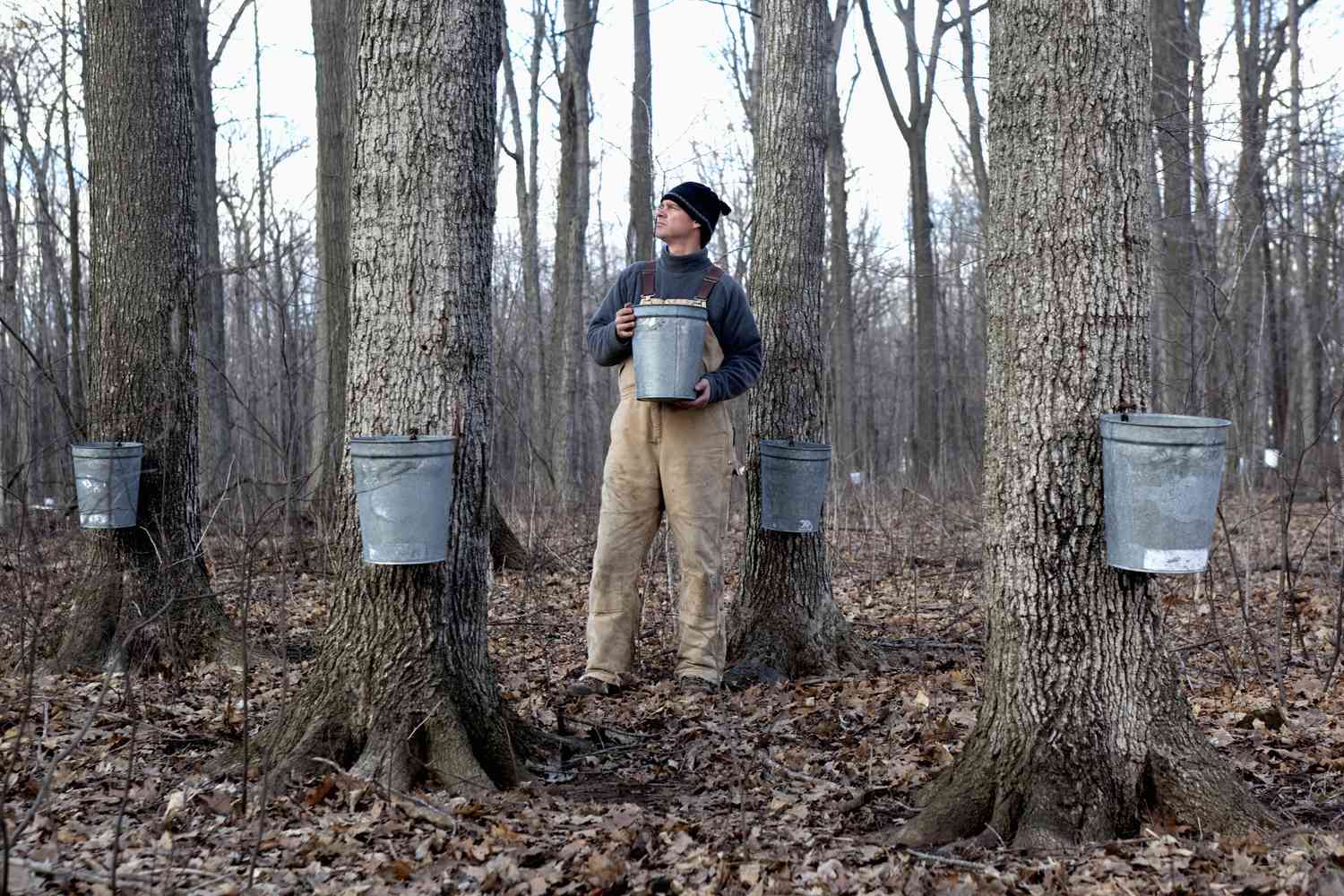 What Trees Produce Maple Syrup