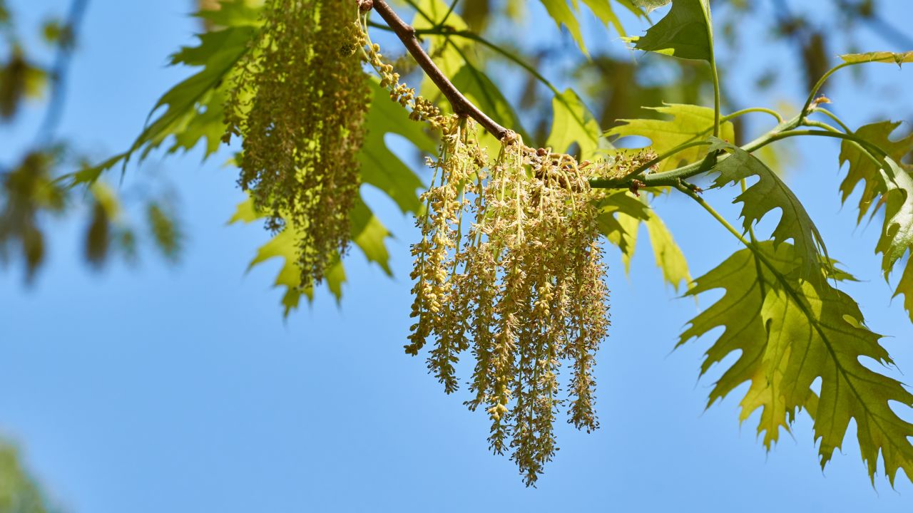 What Trees Produce Pollen