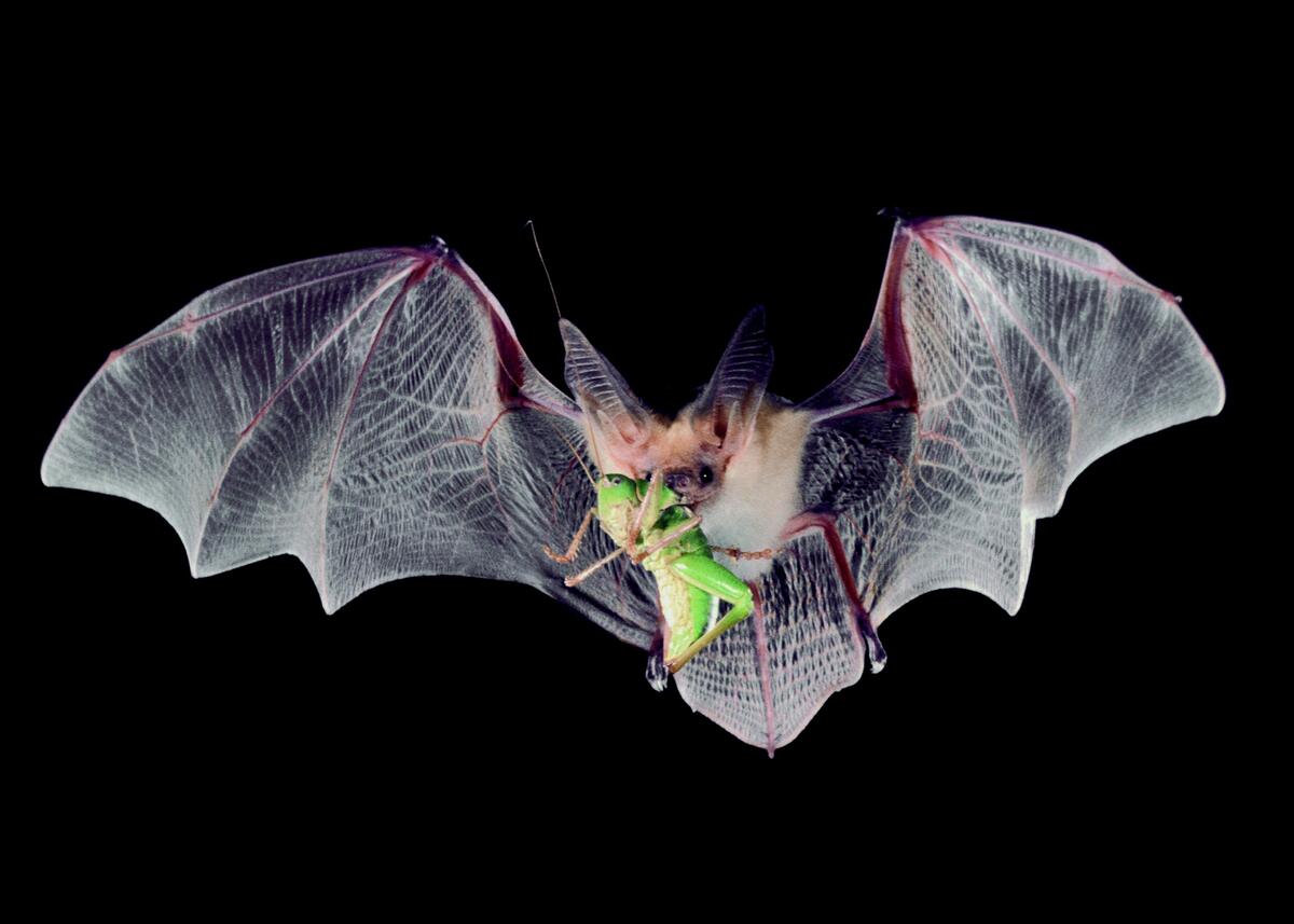 What Type Of Insects Do Bats Eat