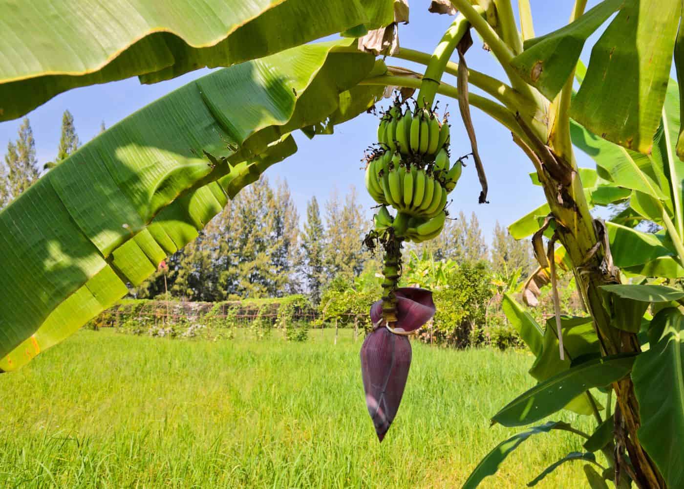 When Do Banana Trees Produce Fruit