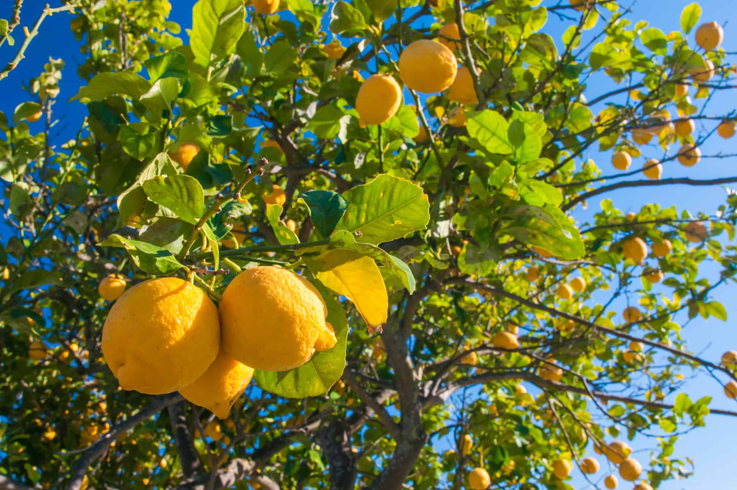 When Do Lemon Trees Produce Fruit