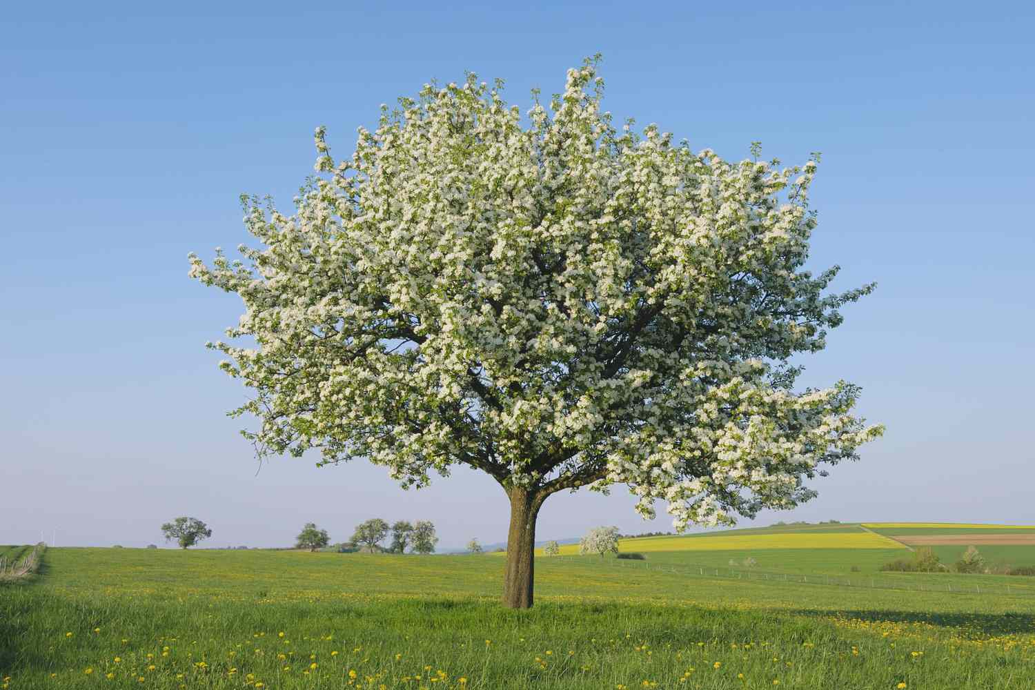 When Do Pear Trees Blossom