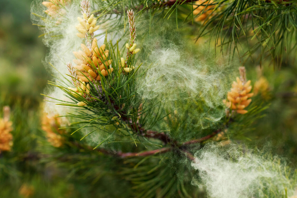 When Do Pine Trees Release Pollen