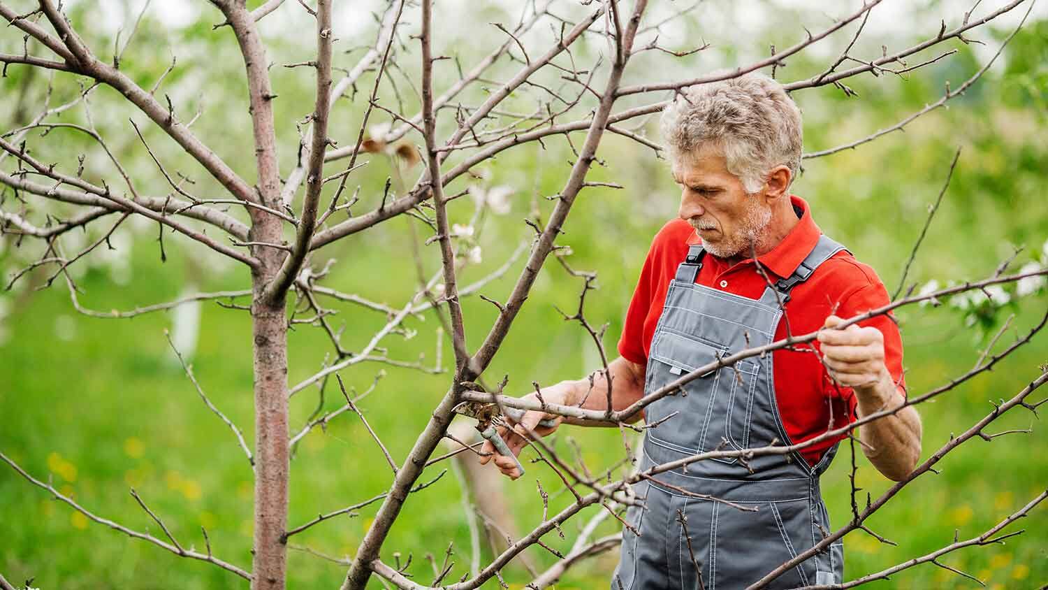 When Do You Trim Apple Trees