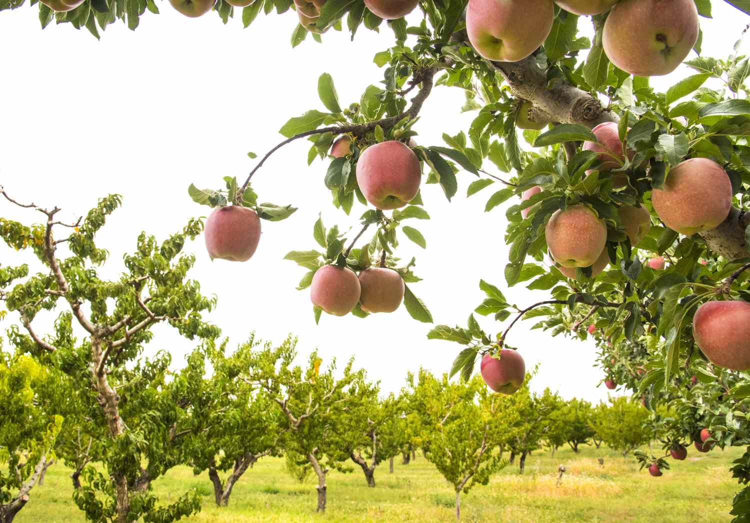 When Should You Plant Apple Trees