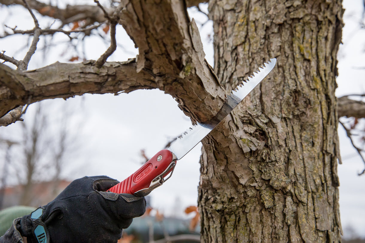When Should You Prune Trees